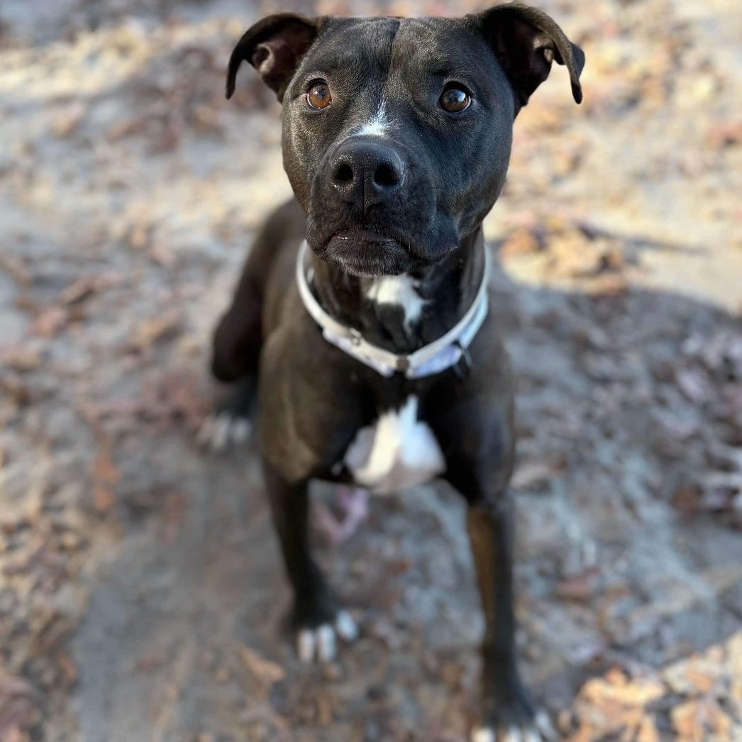 Chanel, a Adoptable Mixed Breed in Brookhaven, NY image 2/5