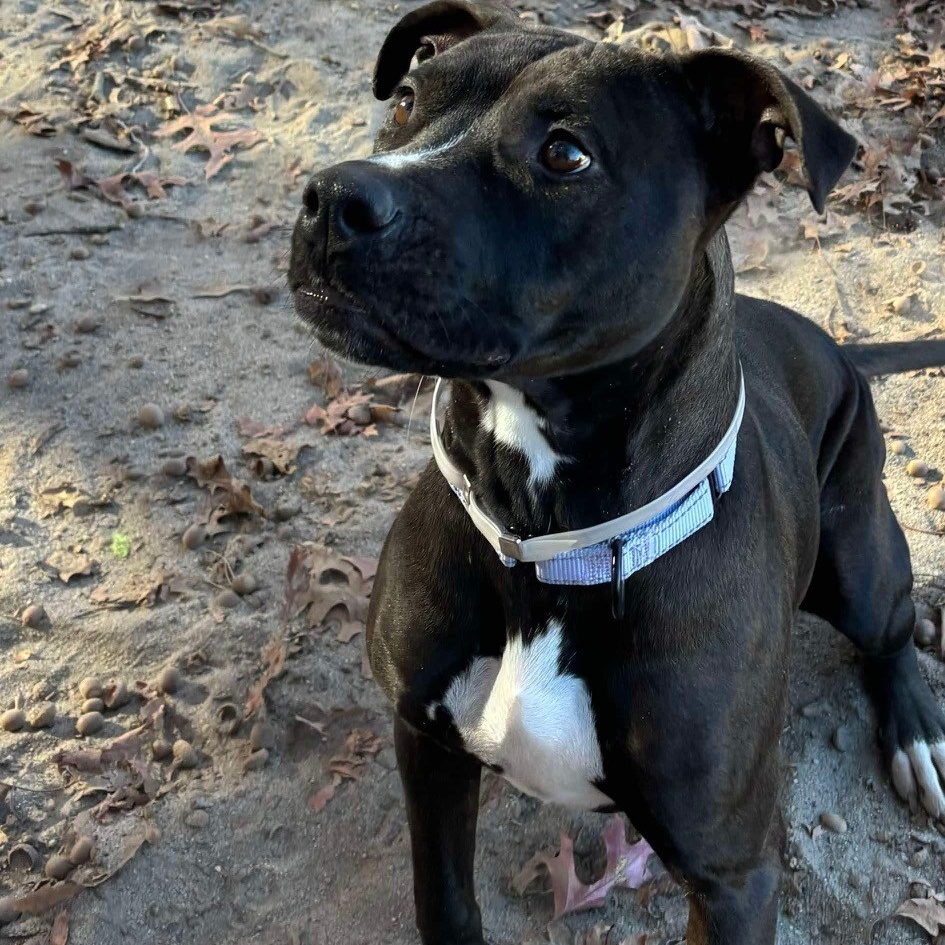Chanel, a Adoptable Mixed Breed in Brookhaven, NY image 3/5