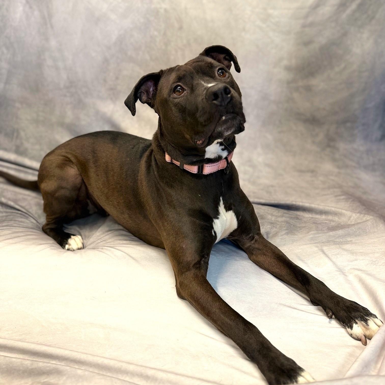 Chanel, Young Female Mixed Breed