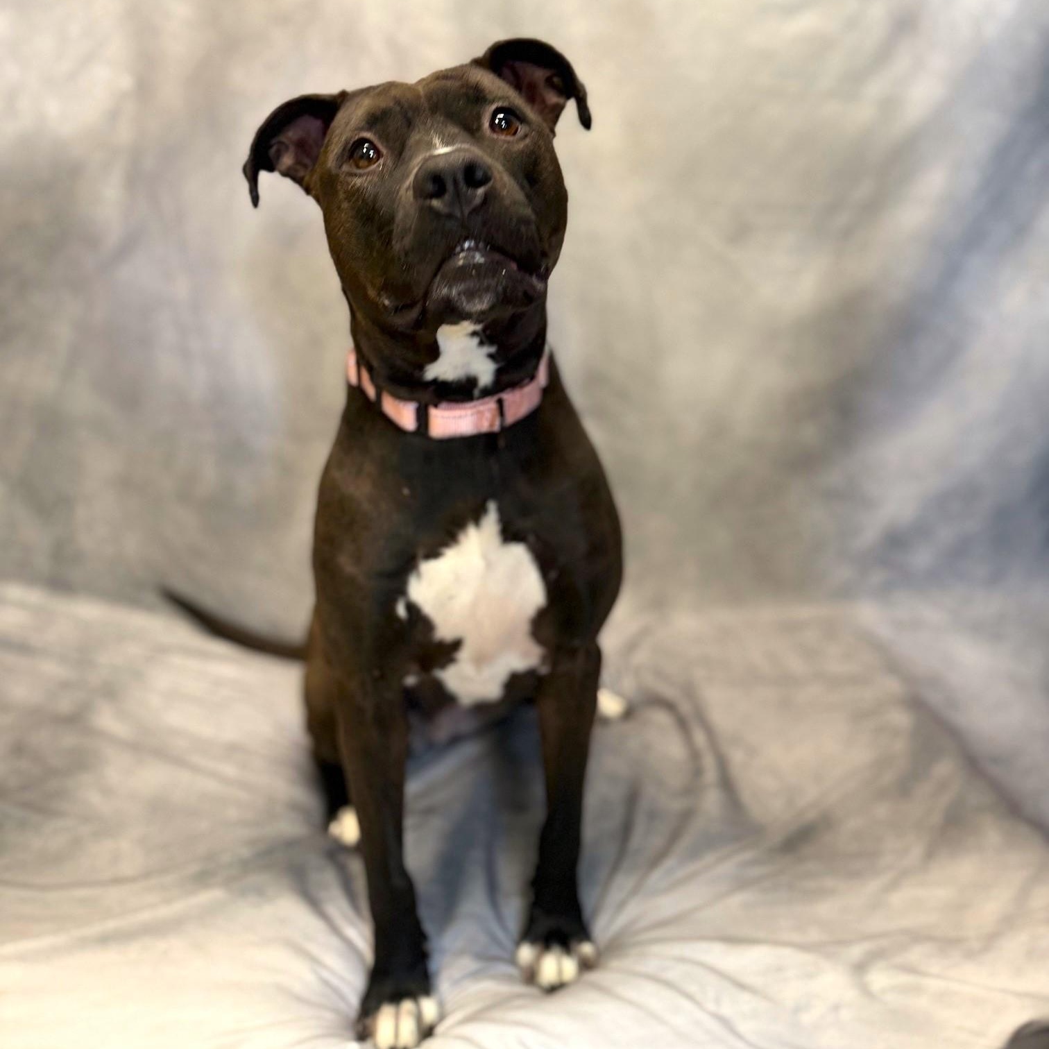 Chanel, a Adoptable Mixed Breed in Brookhaven, NY image 5/5
