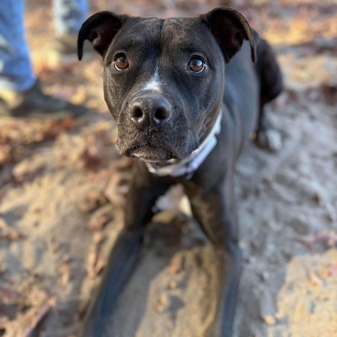 Chanel, a Adoptable Mixed Breed in Brookhaven, NY image 4/5