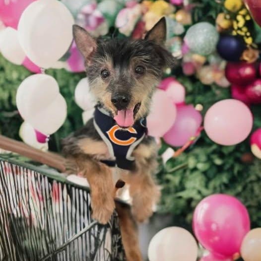 Dobby, ADOPTABLE, Senior Male Silky Terrier.