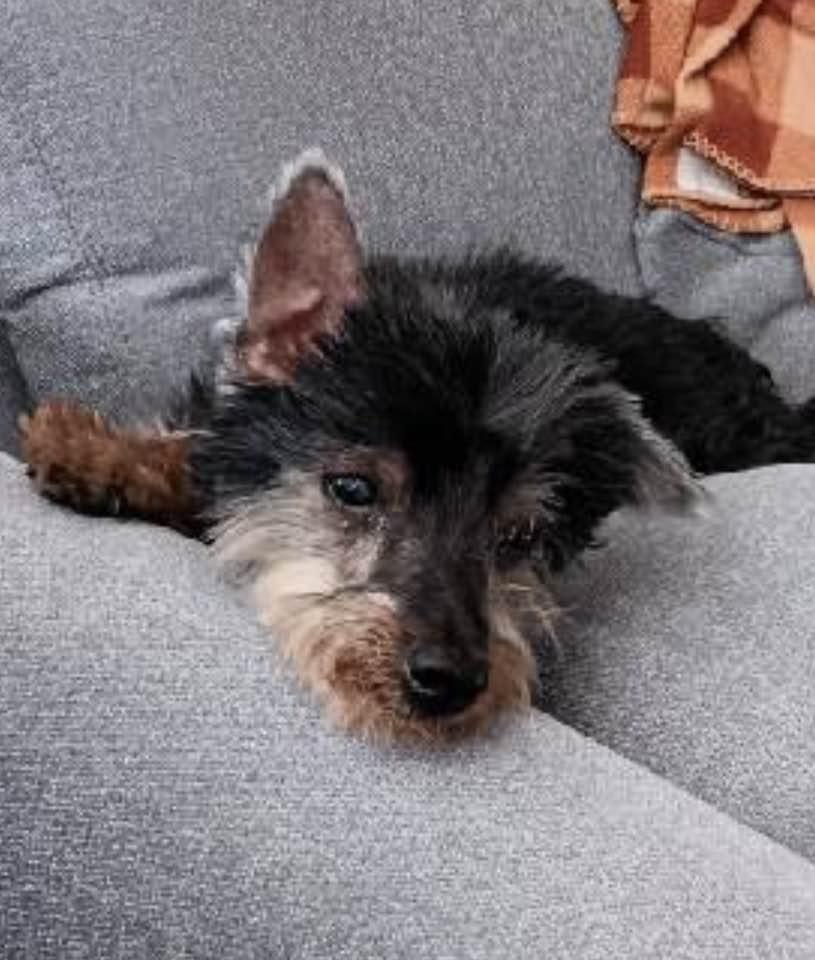 Enlarge Dobby, a ADOPTABLE mixed breed in Las Vegas, NV image 5/6