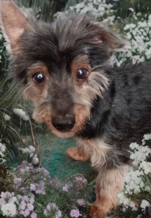 Enlarge Dobby, a ADOPTABLE mixed breed in Las Vegas, NV image 6/6