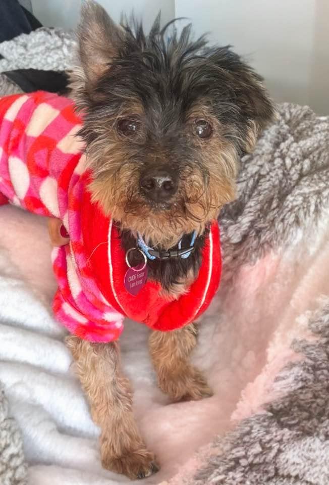 Enlarge Dobby, a ADOPTABLE mixed breed in Las Vegas, NV image 2/6