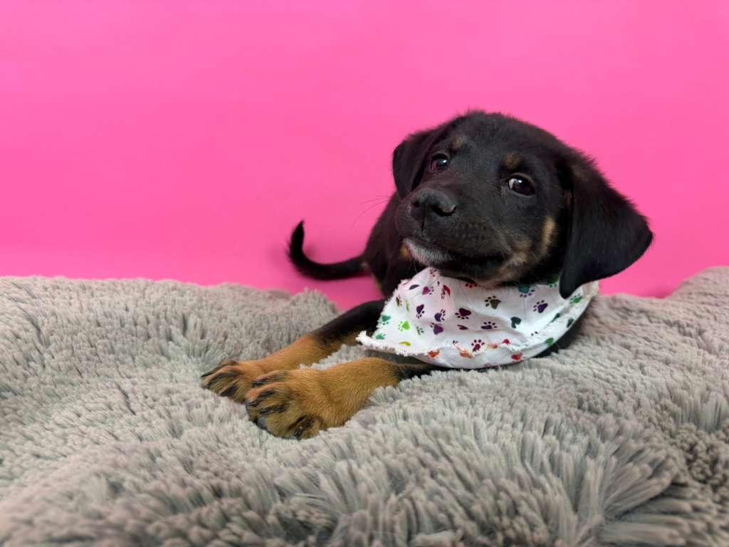 Razr, a Adoptable mixed breed in Phoenix, AZ image 1/4