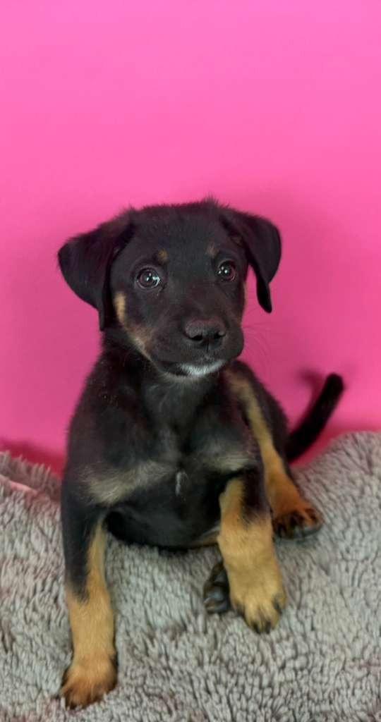 Razr, a Adoptable mixed breed in Phoenix, AZ image 2/4