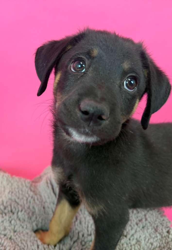 Razr, a Adoptable mixed breed in Phoenix, AZ image 3/4