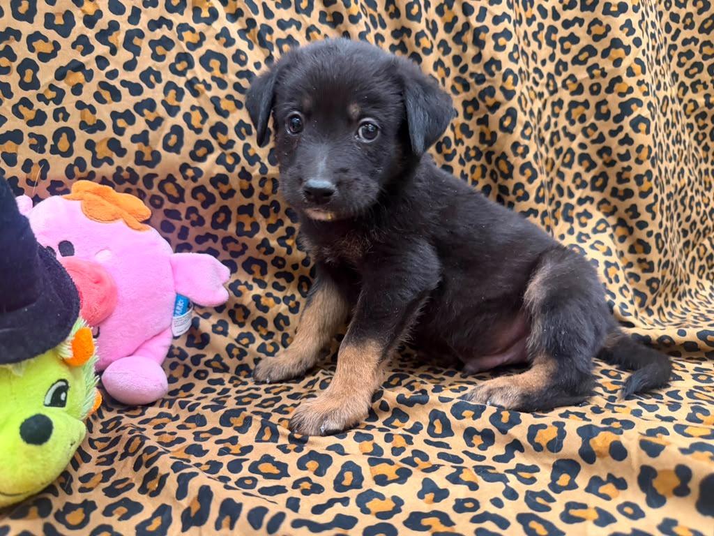 Razr, a Adoptable mixed breed in Phoenix, AZ image 4/4