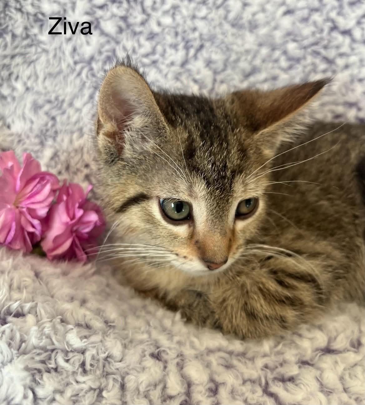 Enlarge Ziva ~ Adopted 3/28/26, an adopted Tabby in Livonia, MI image 3/5