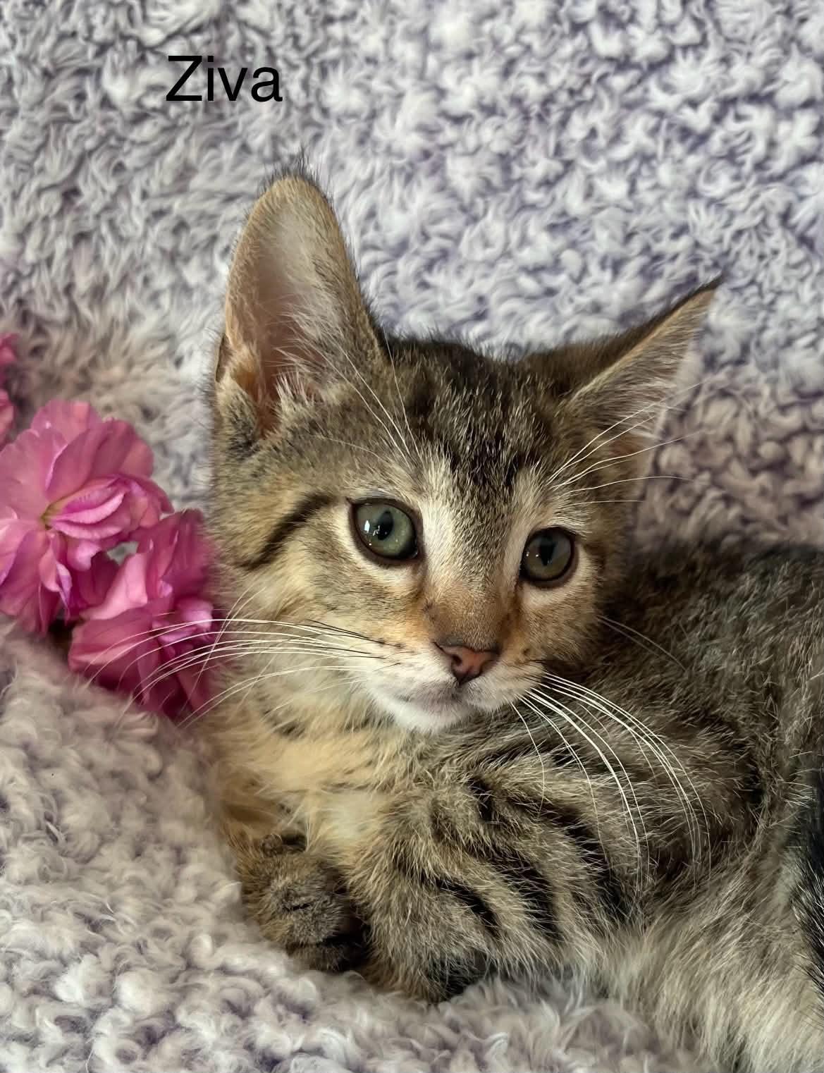 Enlarge Ziva ~ Adopted 3/28/26, an adopted Tabby in Livonia, MI image 2/5