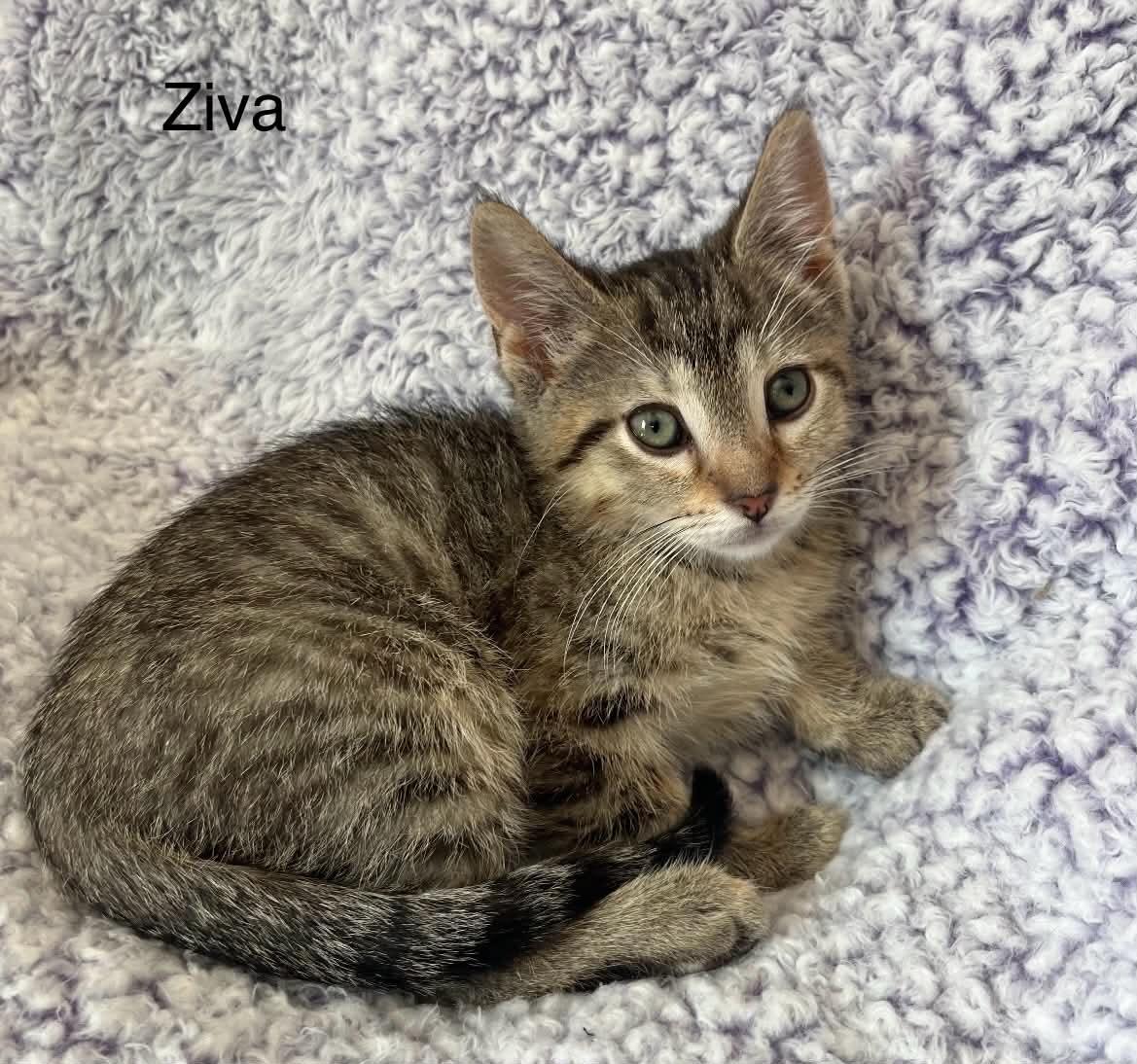 Enlarge Ziva ~ Adopted 3/28/26, an adopted Tabby in Livonia, MI image 1/5