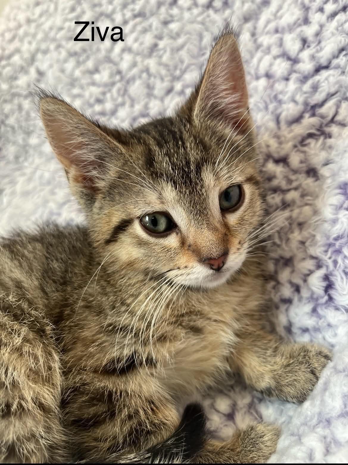 Enlarge Ziva ~ Adopted 3/28/26, an adopted Tabby in Livonia, MI image 4/5