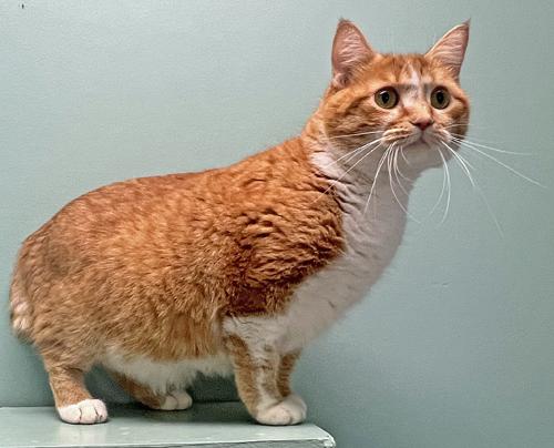 Tails *Bonded to Dexter* 2