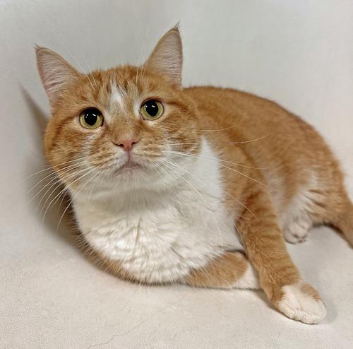 Tails *Bonded to Dexter* 3