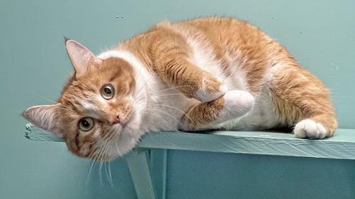 Tails *Bonded to Dexter*