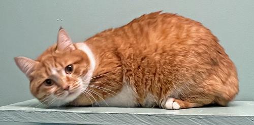 Tails *Bonded to Dexter*