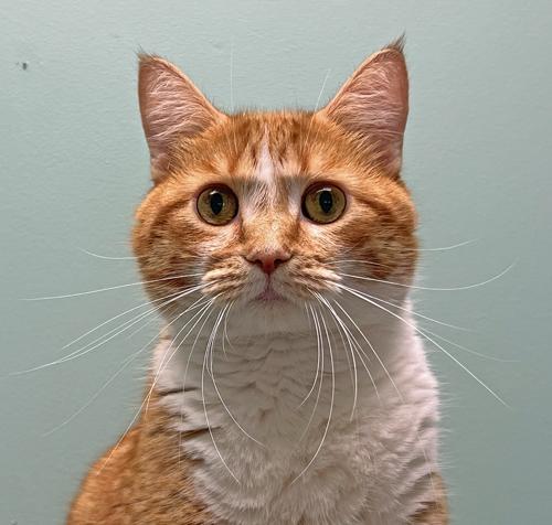 Tails *Bonded to Dexter*