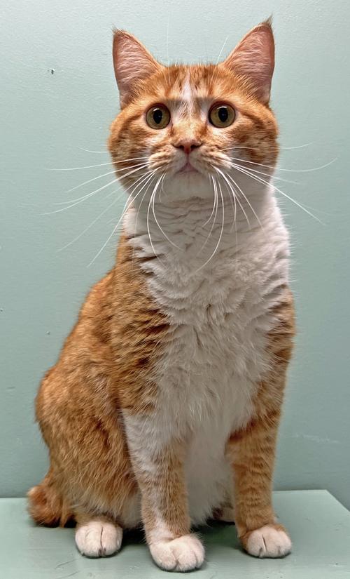 Tails *Bonded to Dexter*