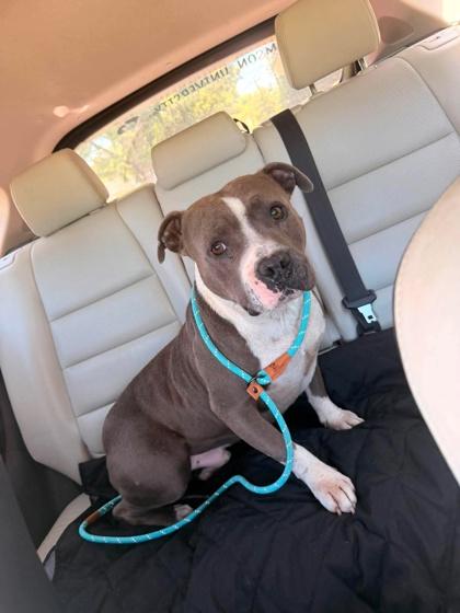 Hondo, Adoptable, Young Male American Bulldog & Mixed Breed.