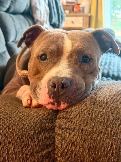 Hondo, a Adoptable mixed breed in Malvern, PA image 2/3