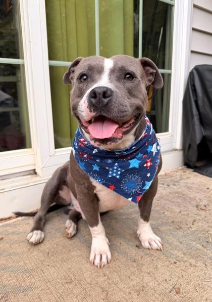 Hondo, a Adoptable mixed breed in Malvern, PA image 3/3