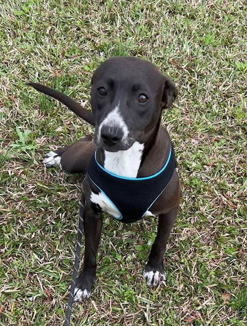 Tootsie, a Adoptable Labrador Retriever in Ringoes, NJ image 3/3