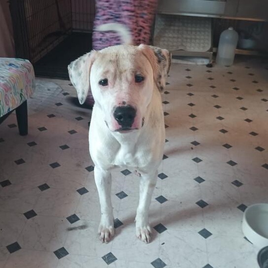 ~ Courtesy ~ Romeo, Adoptable, Adult Male Dalmatian.