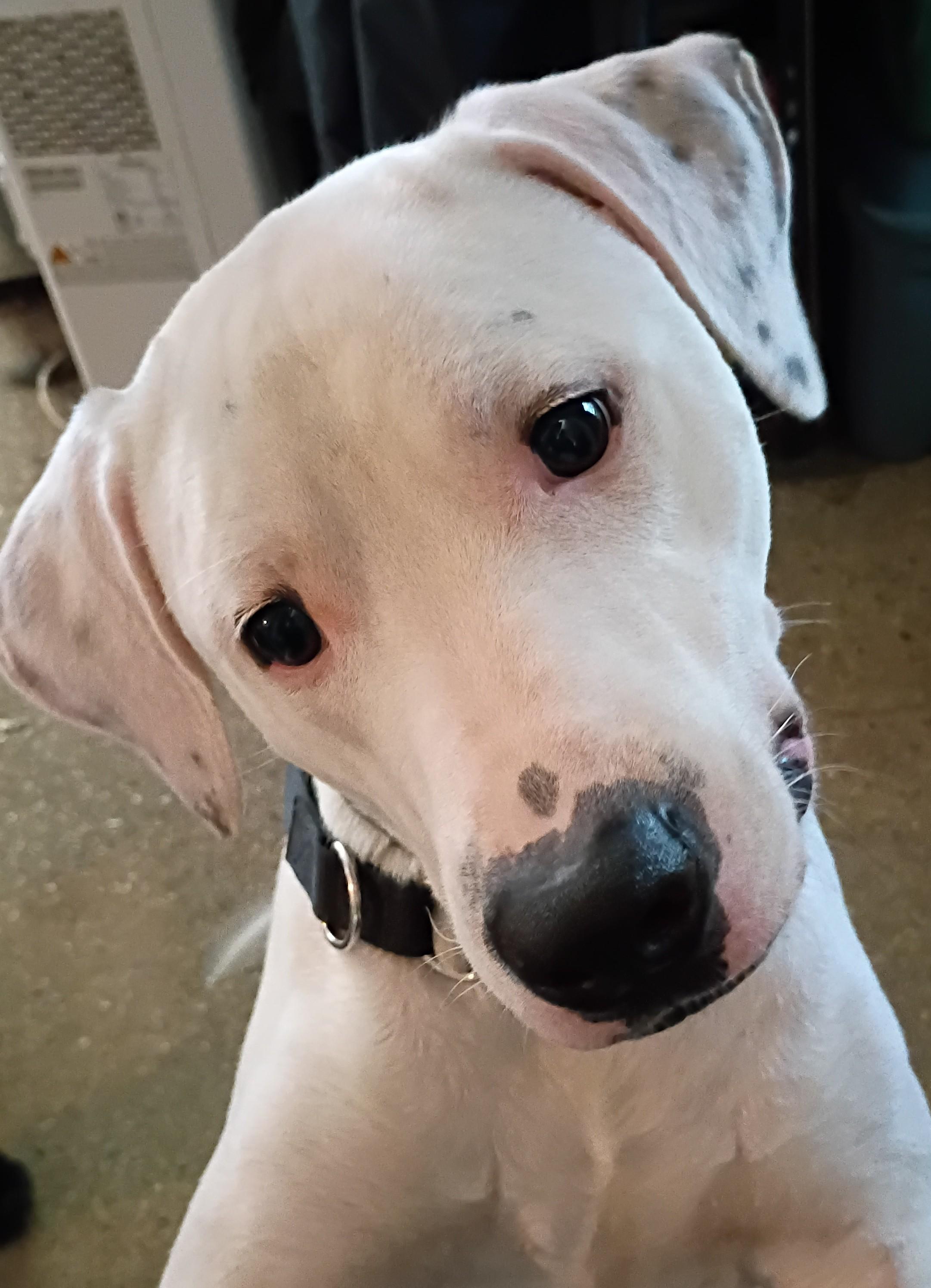 ~ Courtesy ~ Romeo, a Adoptable mixed breed in Mobile, AL image 2/3