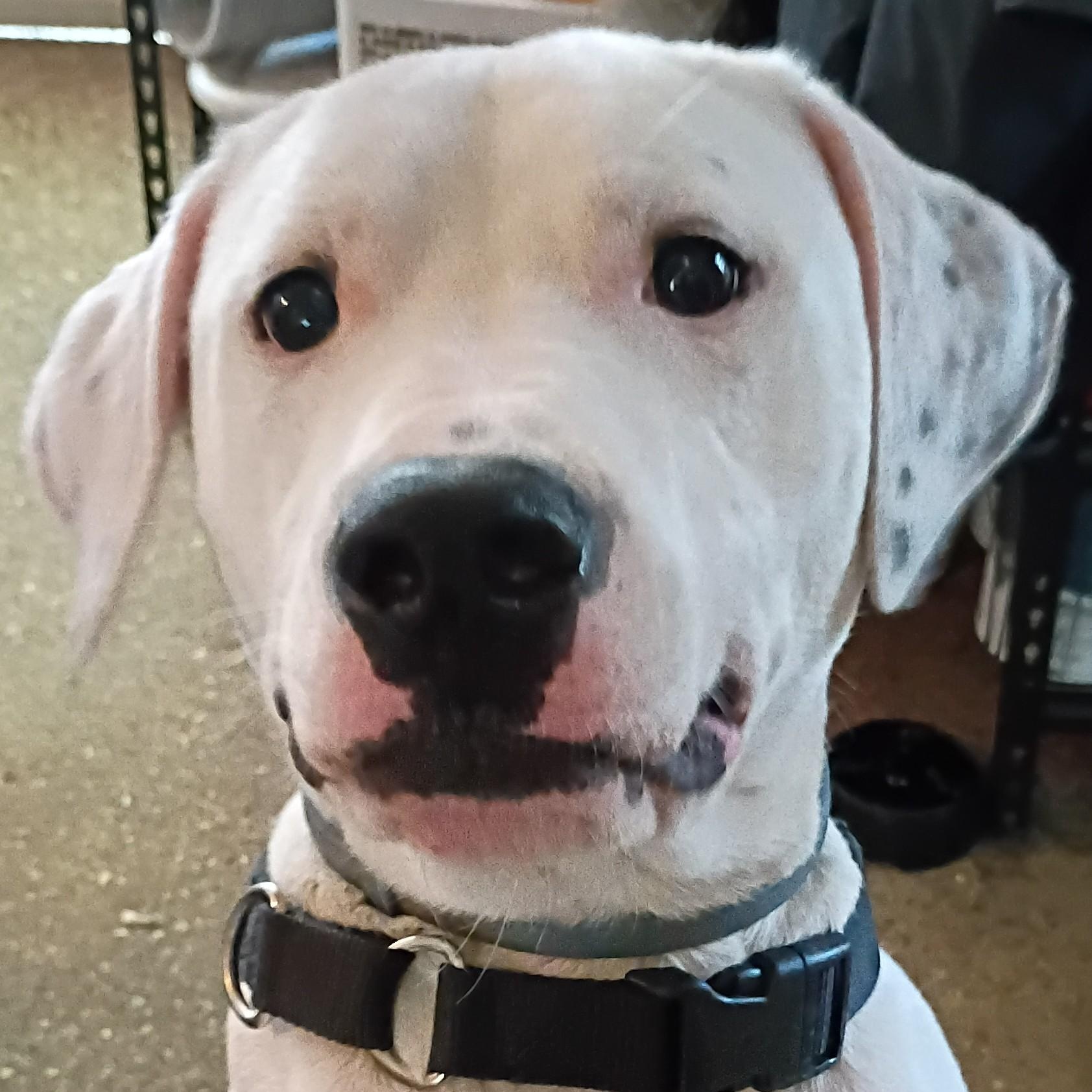 ~ Courtesy ~ Romeo thumbnail 3