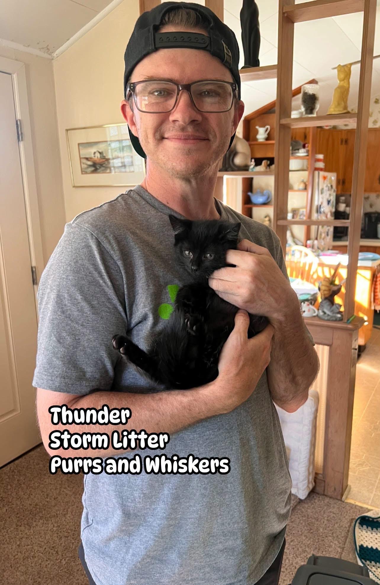 Enlarge Thunder, an adopted Domestic Short Hair in New Hartford, NY image 1/1
