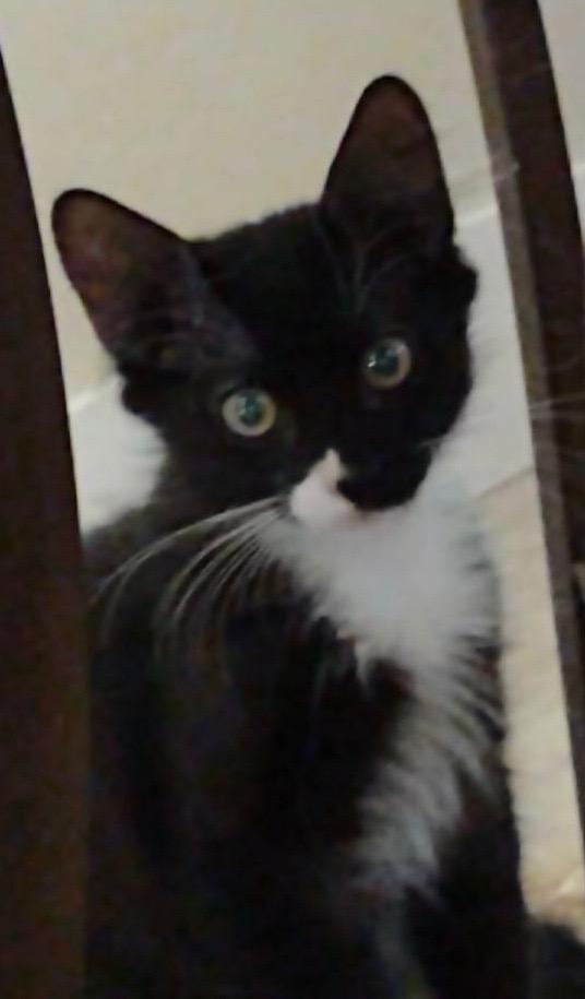 Sebastian, Adoptable, Adult Male Domestic Medium Hair.