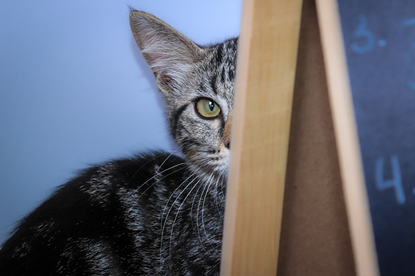 Enlarge Bitsy, a Adoptable mixed breed in Parker, TX image 6/6