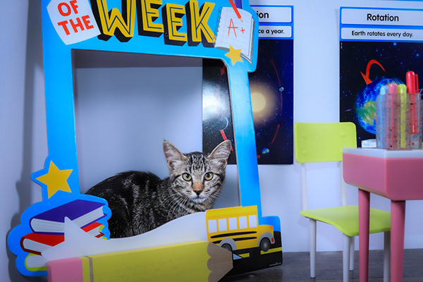 Enlarge Bitsy, a Adoptable mixed breed in Parker, TX image 4/6