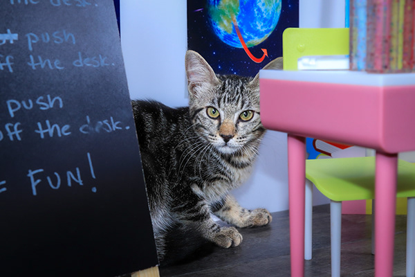 Enlarge Bitsy, a Adoptable mixed breed in Parker, TX image 3/6