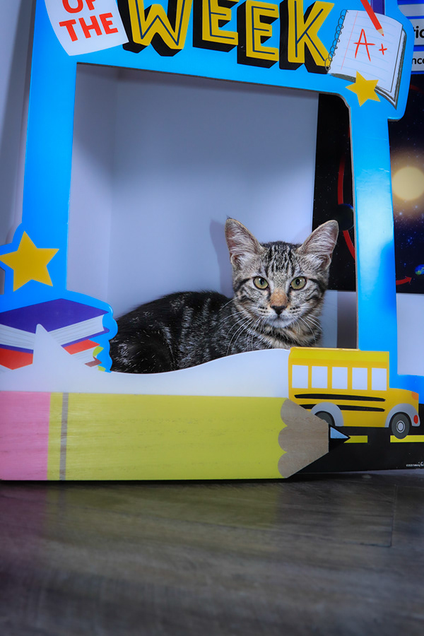 Bitsy photo 5