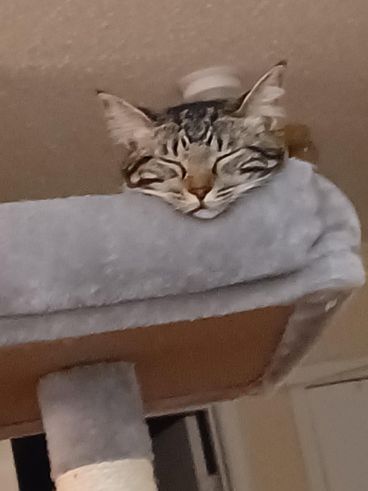 Enlarge Bitsy, a Adoptable mixed breed in Parker, TX image 1/6