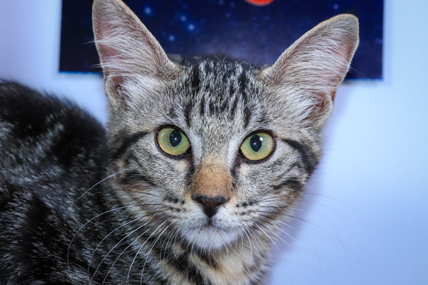 Enlarge Bitsy, a Adoptable mixed breed in Parker, TX image 2/6