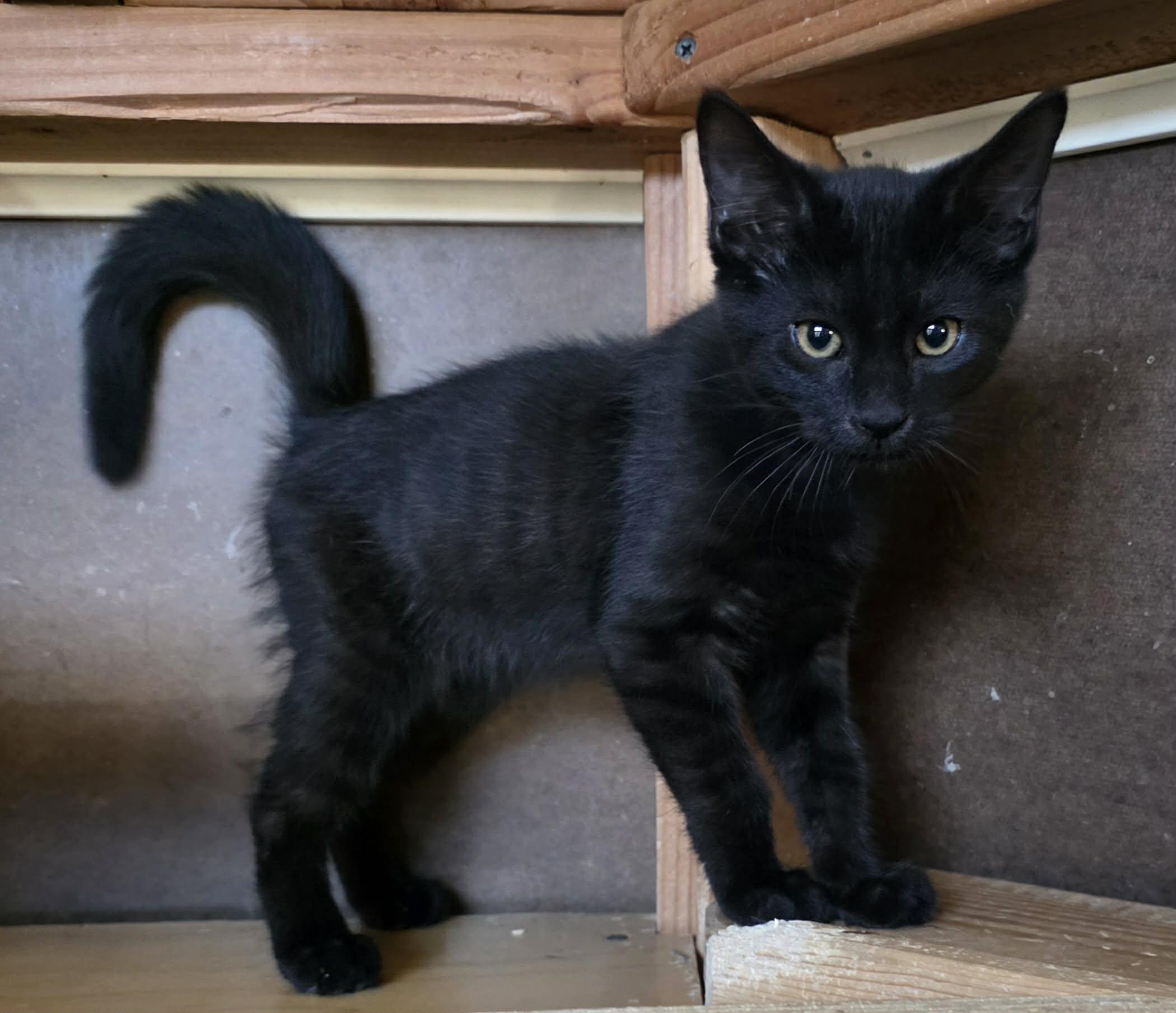 Dembe, ADOPTABLE, Young Male Domestic Short Hair.