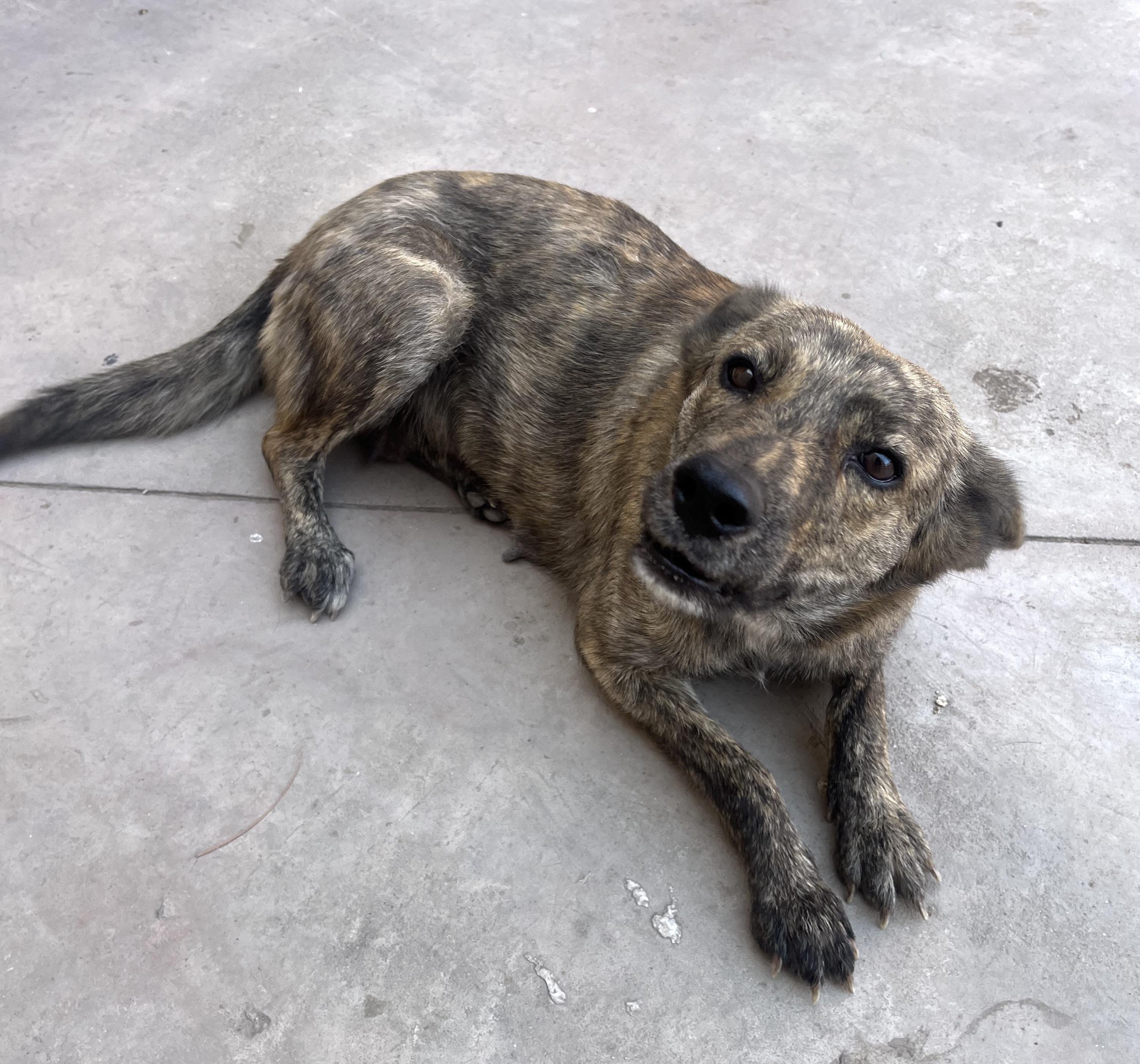 Loba (6), an adoptable Retriever, Shepherd in Mexicali, BCN, 21280 | Photo Image 1