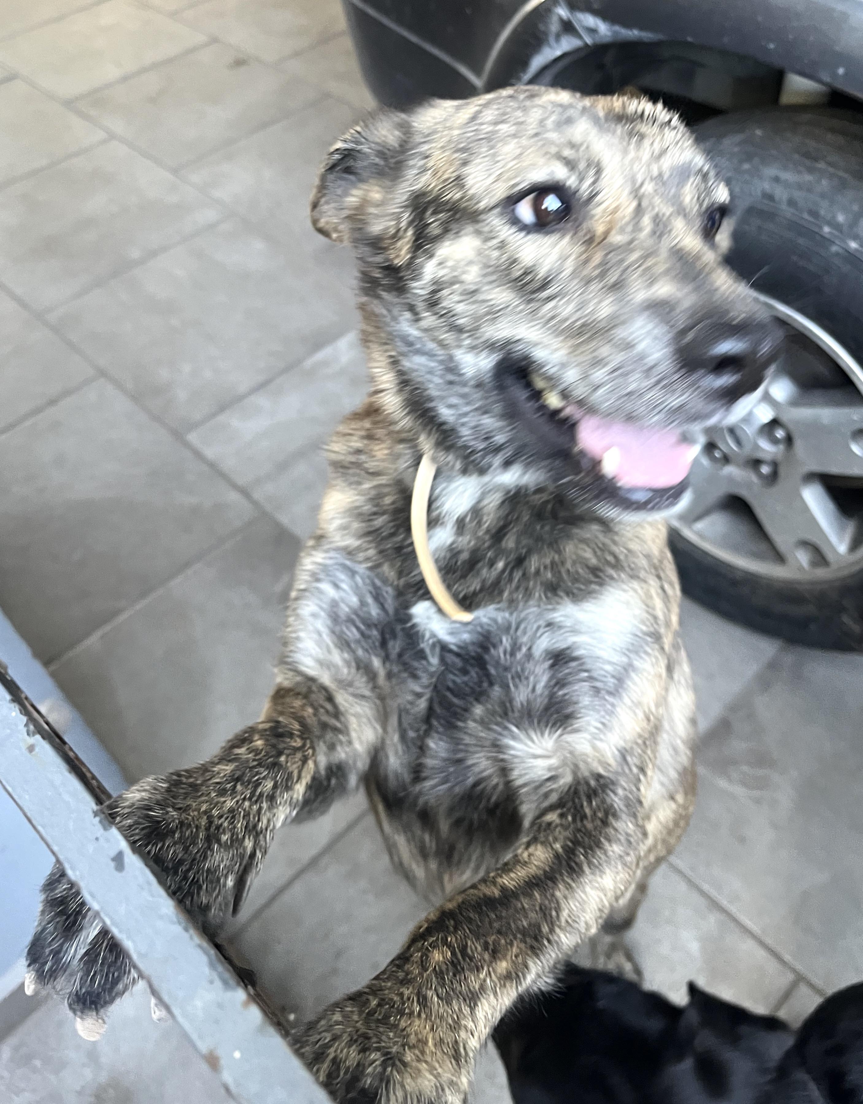 Enlarge Loba (6), a Adoptable mixed breed in Mexicali, BCN image 6/6