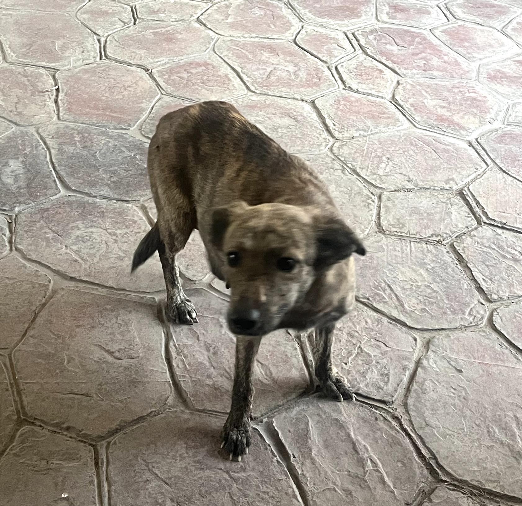 Loba (6), an adoptable Retriever, Shepherd in Mexicali, BCN, 21280 | Photo Image 2