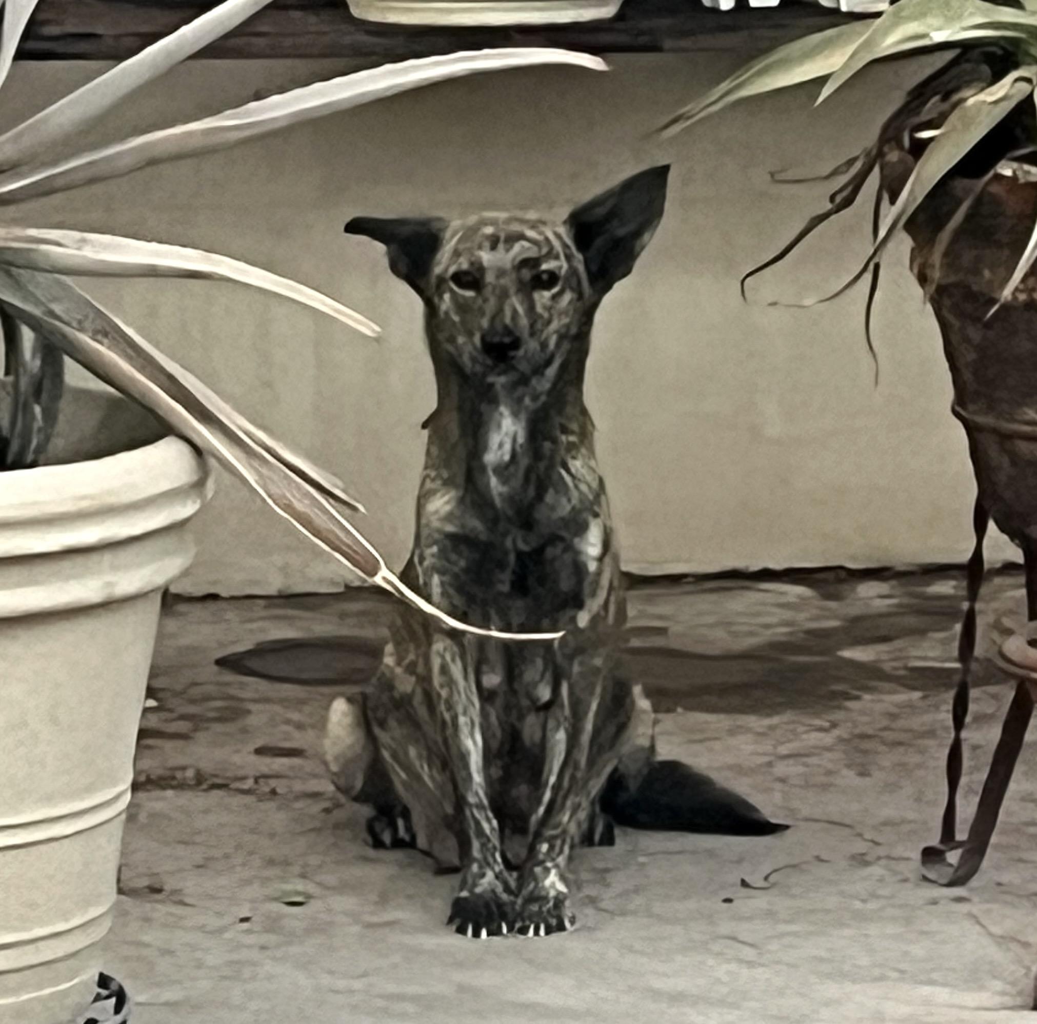Loba (6), an adoptable Retriever, Shepherd in Mexicali, BCN, 21280 | Photo Image 4