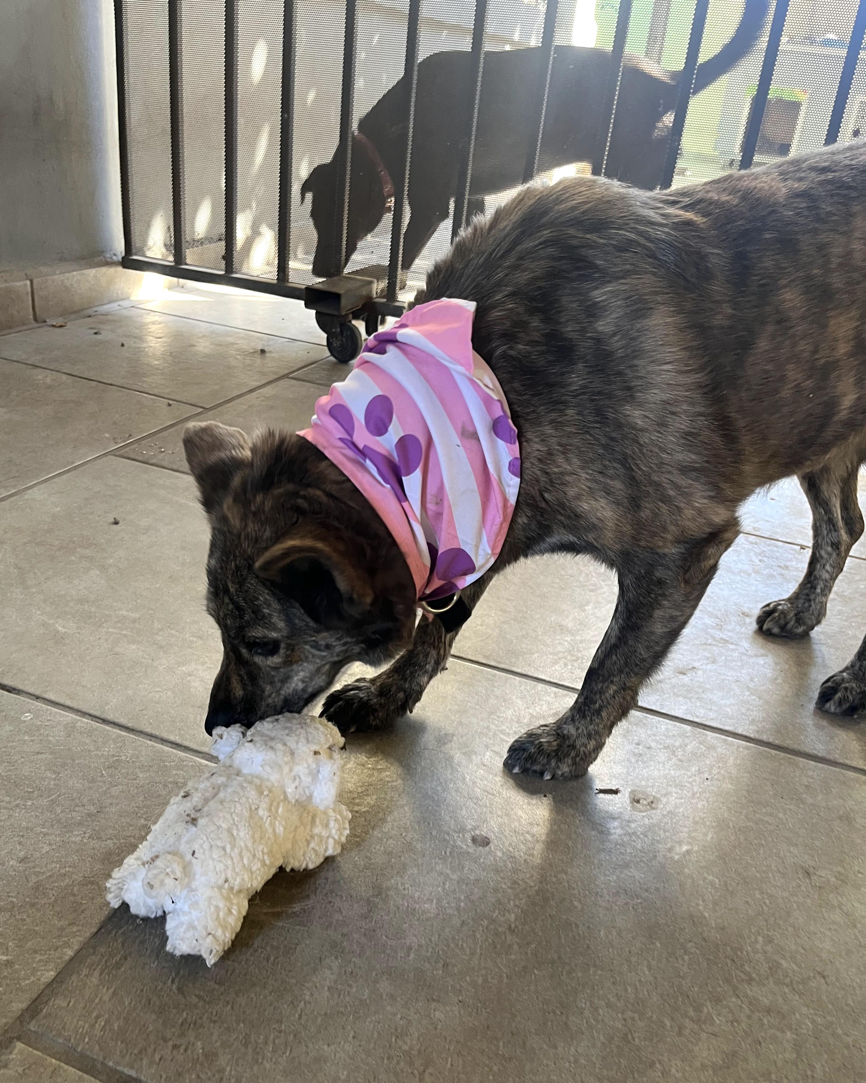Enlarge Loba (6), a Adoptable mixed breed in Mexicali, BCN image 2/6