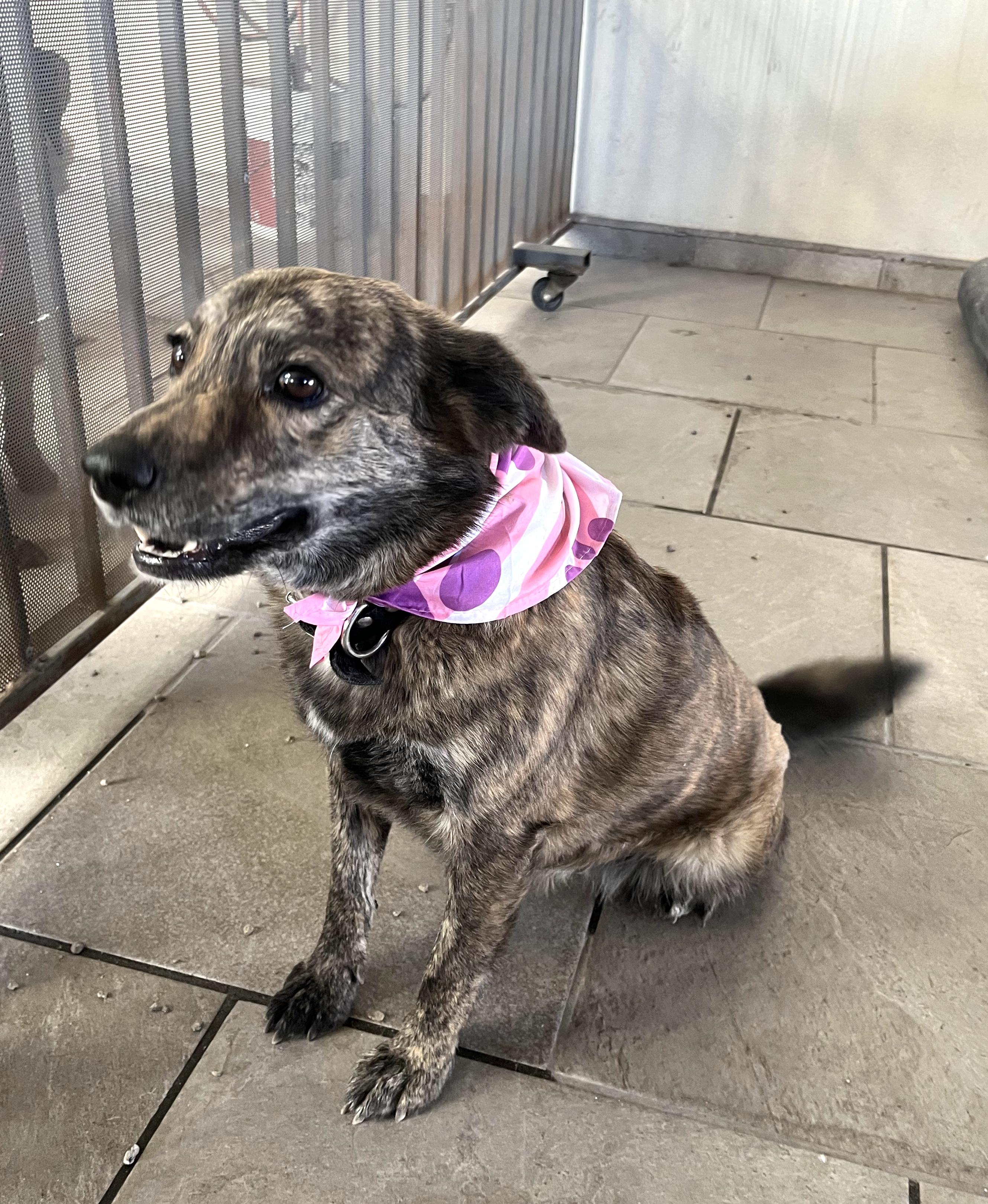 Enlarge Loba (6), a Adoptable mixed breed in Mexicali, BCN image 3/6