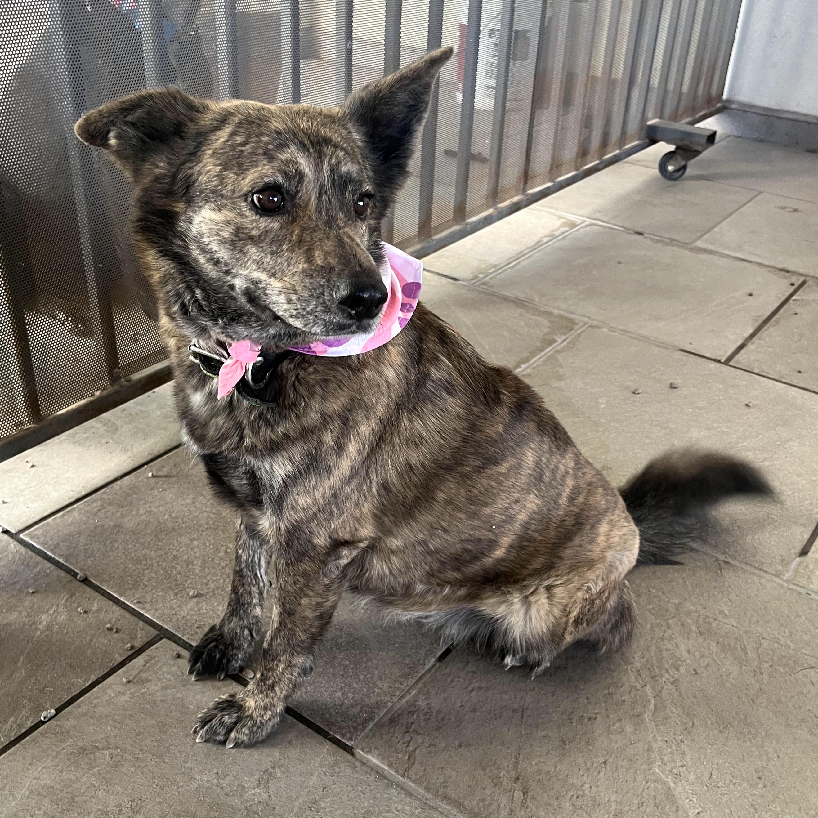 Enlarge Loba (6), a Adoptable mixed breed in Mexicali, BCN image 1/6