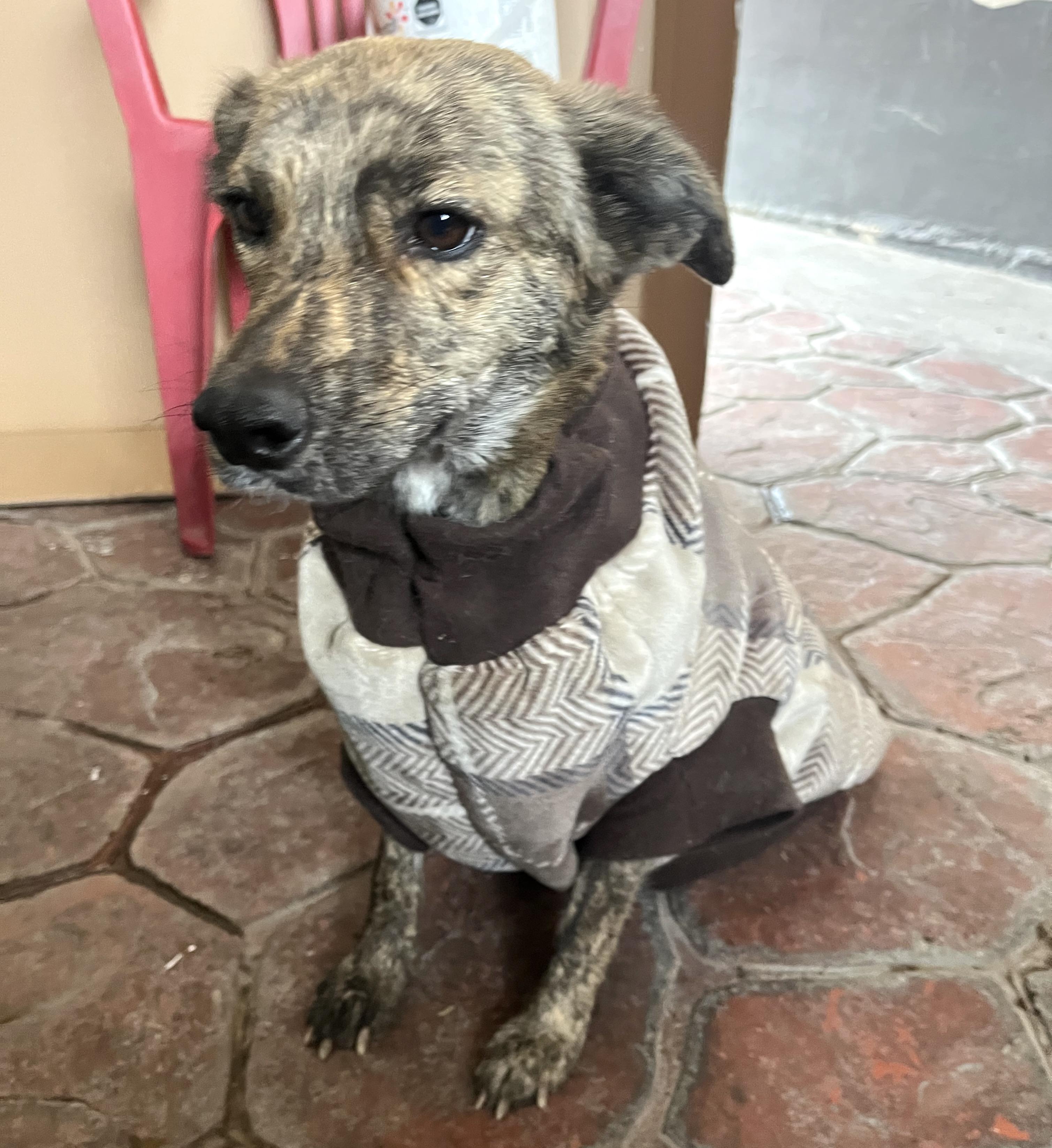Loba (6), an adoptable Retriever, Shepherd in Mexicali, BCN, 21280 | Photo Image 3