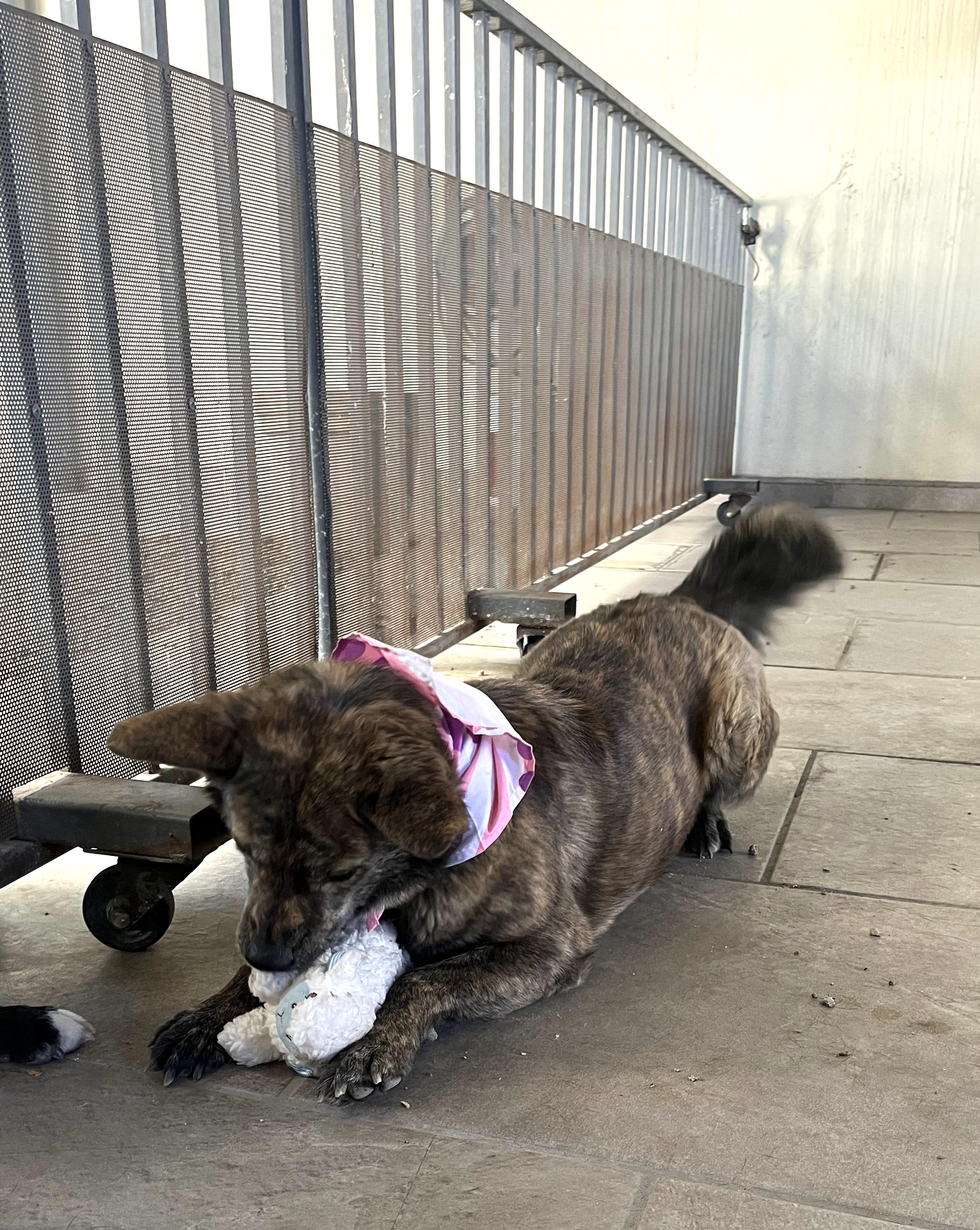 Enlarge Loba (6), a Adoptable mixed breed in Mexicali, BCN image 4/6
