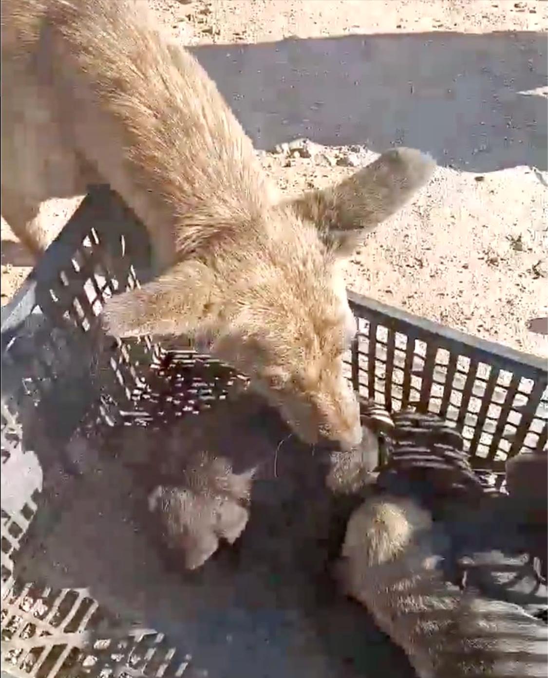 Loba (6), an adoptable Retriever, Shepherd in Mexicali, BCN, 21280 | Photo Image 5