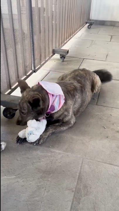 Enlarge Loba (6), a Adoptable mixed breed in Mexicali, BCN video 5/6